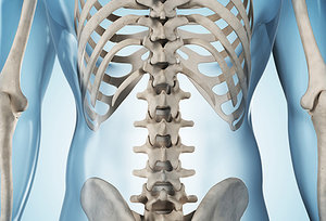 Osteoporosis - Copyright – Stock Photo / Register Mark