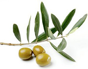 An olive branch and three olives off-the-vine. - Copyright – Stock Photo / Register Mark