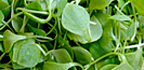 Purslane. - Copyright – Stock Photo / Register Mark