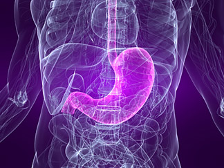 Your Digestion - Copyright – Stock Photo / Register Mark