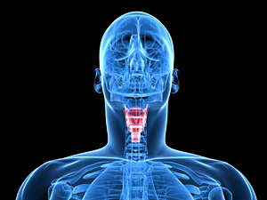 Thyroid - Copyright – Stock Photo / Register Mark