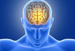 brain - Copyright – Stock Photo / Register Mark