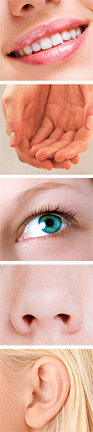 5 senses - Copyright – Stock Photo / Register Mark