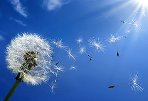 allergy season - Copyright – Stock Photo / Register Mark