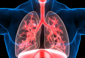 respiratory system - Copyright – Stock Photo / Register Mark