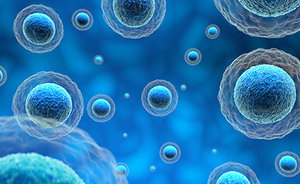 body cells - Copyright – Stock Photo / Register Mark