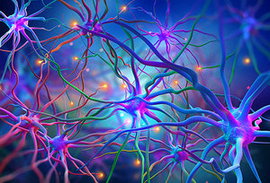 brain cell - Copyright – Stock Photo / Register Mark