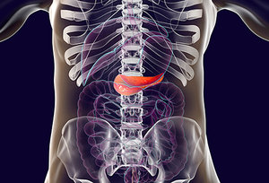 pancreas - Copyright – Stock Photo / Register Mark