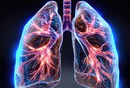 lungs - Copyright – Stock Photo / Register Mark