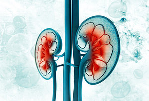 kidneys - Copyright – Stock Photo / Register Mark