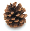 Pinecone. - Copyright – Stock Photo / Register Mark