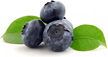 Blueberries - Copyright – Stock Photo / Register Mark