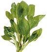 Leaf spinach. - Copyright – Stock Photo / Register Mark