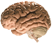 brain - Copyright – Stock Photo / Register Mark