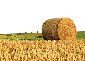 Wheat field - Copyright – Stock Photo / Register Mark