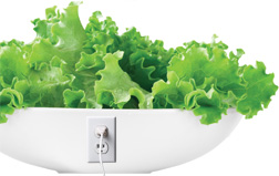 Salad with outlet - Copyright – Stock Photo / Register Mark