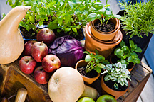 Go ORGANIC! - Copyright – Stock Photo / Register Mark