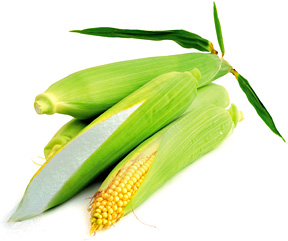 corn - Copyright – Stock Photo / Register Mark