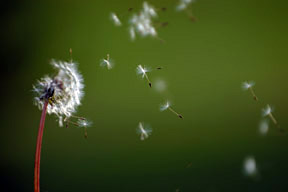 Sneeze No More - Copyright – Stock Photo / Register Mark