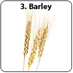 Stalks of barley. - Copyright – Stock Photo / Register Mark