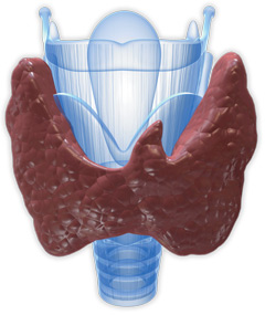 thyroid - Copyright – Stock Photo / Register Mark